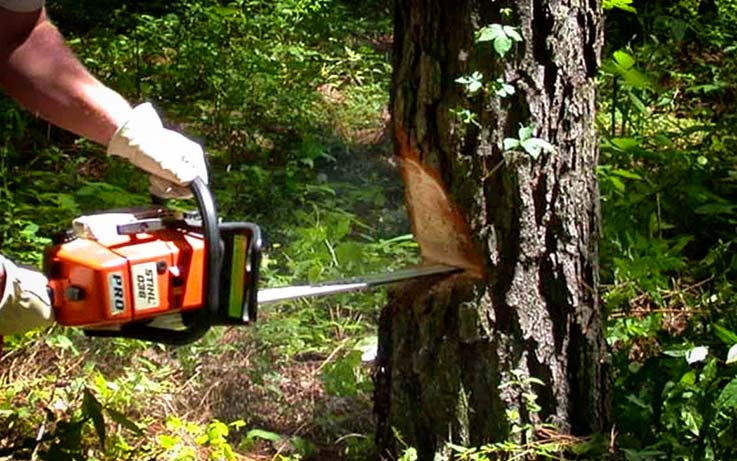 Tree felling and pruning