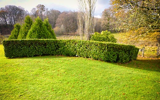 A trimmed hedge and lawn