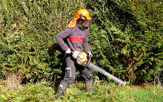 Cutting the overgrown and neglected hedge