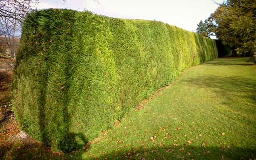 A long hedge after trimming
