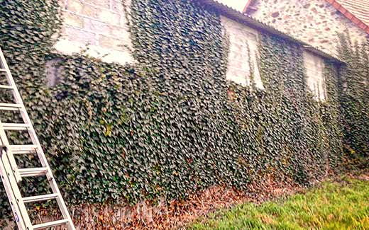 Before clearing Ivy