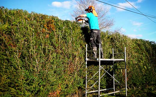 On the scaffold tower hedge trimming