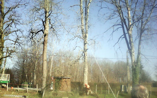 Large tree felling