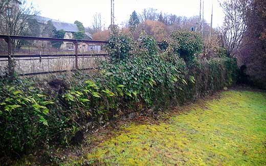 Mur avant arrachage du lierre