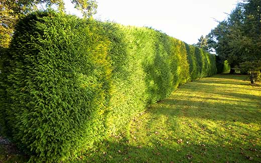 Une longue haie avant taille