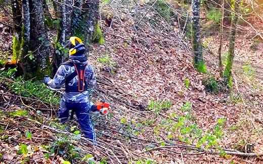 Clearing with the strimmer