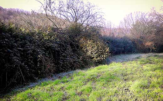 Une longue haie avant coupe