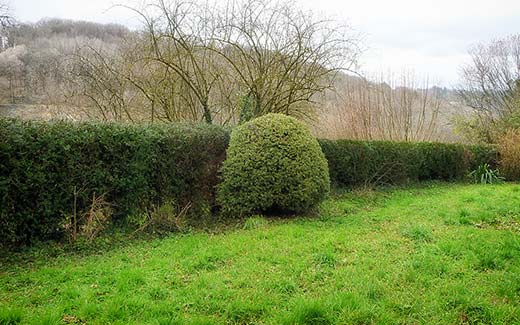 Une longue haie après coupe