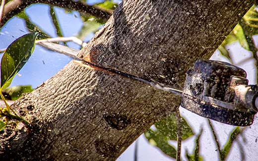 Using the long reach chainsaw