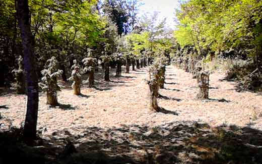 Après débroussaillage autour des arbres de Noël