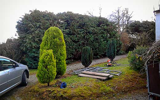 Hedge after cutting