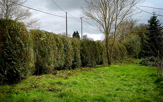 Another hedge nearly done!