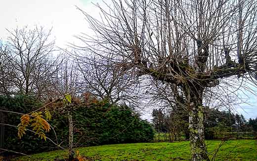 Arbre avant coupe