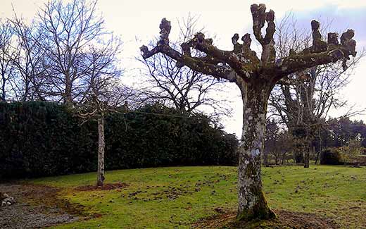 Un arbre après élagage