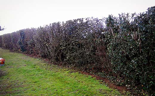 Hedge after cutting