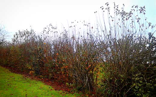 Hedge before trimming