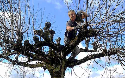 Tree being pruned