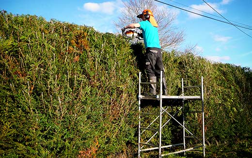 Sur l’échaffaudage, haie coupée