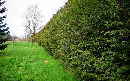 Another long hedge before