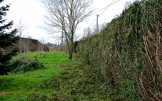 Another long hedge after - well nearly, just the tidying to do!