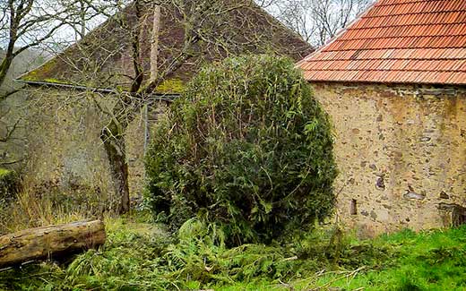 Another hedge, tidying up to do!