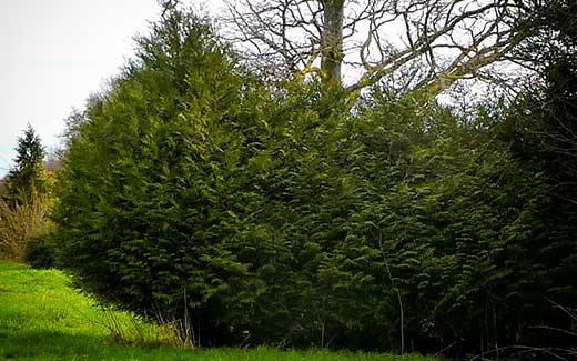 Hedge before cutting