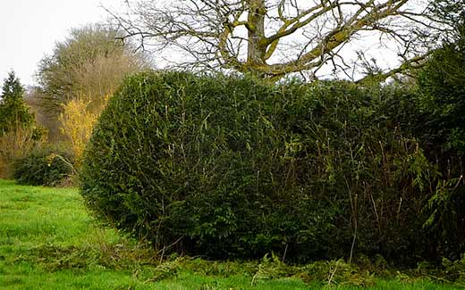 Hedge after trimming