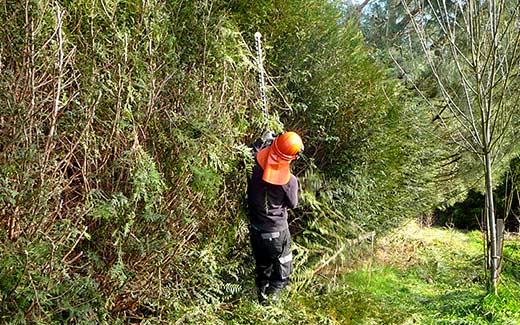 Hedge cutting