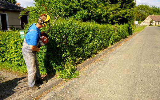 Starting hedge trimming