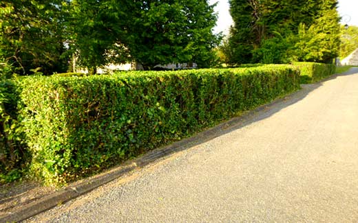 A finished hedge