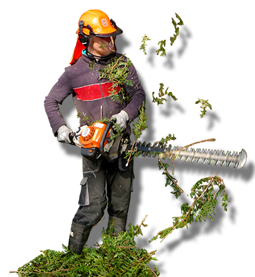 Hedge trimmer